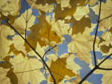 Sugar Maple Leaves Fotografisk trykk av David Boyer Sugar Maple Leaves Fotografisk trykk av David Boyer