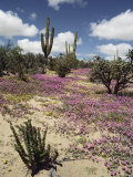 A Desert View with Red Clover Surrounding Various Cacti Photographic Print by Luis Marden