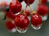A Close View of Water Droplets on Wild Red Berries Photographic Print