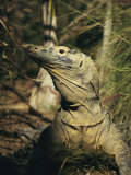 A Captive Komodo Dragon Surveys its Territory Photographic Print by Roy Toft