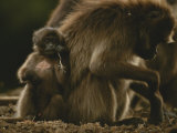 A Young Gelada, Theropithecus Gelada, Nibbles on a Piece of Grass Photographic Print by Michael Nichols