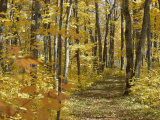 Woodland Trail Photographic Print by David Boyer