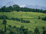 Tea Plantations Covering the Hills Near Mount Kenya Photographic Print by Michael S. Lewis
