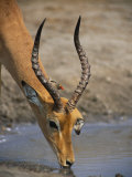 Impala Taking a Drink with a Red-Billed Oxpecker Photographic Print by Beverly Joubert