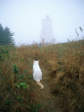 Chat blanc assis en face du phare de Swallowtail dans le brouillard Photographie par Bill Curtsinger