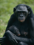 Une mère bonobo portant son petit dans le parc animalier de San Diego Photographie par Michael Nichols