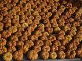 Rows of Little Squash Resembling Miniature Pumpkins Form a Pattern Photographic Print by Stephen St. John