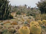 Echantillon de la collection de plantes du désert aux jardins botaniques de Huntington Photographie par Joseph Baylor Roberts