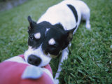 A Jack Russell Terrier Plays with a Stuffed Toy Photographic Print by Heather Perry
