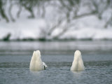 A Pair of Trumpeter Swans Submerged in Water Photographic Print by Klaus Nigge