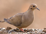 A Mourning Dove (Zenaida Macroura) in Lincoln, Nebraska Photographic Print by Joel Sartore