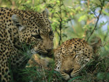 Leopards Nuzzle in the Heat of the Day Photographic Print by Kim Wolhuter