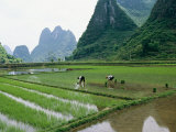Planting Rice with Limestone Karst Mountains in the Background Near Guilin Photographic Print by Raymond Gehman