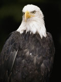 Portrait of an American Bald Eagle Photographic Print by Anne Keiser