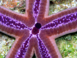 A Close View of a Beautiful Lavender-Colored Starfish Photographic Print by Wolcott Henry