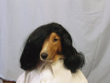 A Collie is Posed for a Humorous Photograph Wearing a Wig Photographic Print by Joel Sartore