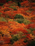 Autumn Foliage Decorates the Park Fotografie-Druck von Raymond Gehman