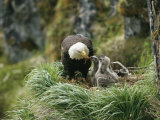 An American Bald Eagle Feeds its Young Photographic Print by Klaus Nigge