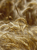 A Close View of a Wheat Plant Fotoprint van Jason Edwards A Close View of a Wheat Plant Fotoprint van Jason Edwards