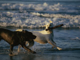 Two Labrador Retrievers Play with a Stick on a Beach Photographic Print by Roy Toft