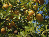 An Orange Tree Bears Fruit Along Sunset Boulevard Photographic Print by Stephen St. John