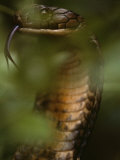 A Close View of a King Cobra Flicking its Tongue Out 写真プリント - マティアス・クラム