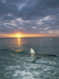 Aileron d'un requin bordé pointant à la surface au crépuscule Photographie par Brian J. Skerry