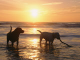 Labrador Retrievers Play in the Water at Sunset Photographic Print by Roy Toft