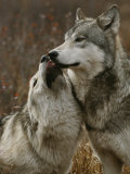 Gray Wolf Submits to the Alpha Fotoprint van Jim And Jamie Dutcher Gray Wolf Submits to the Alpha Fotoprint van Jim And Jamie Dutcher