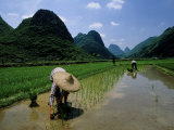 Farmers in Rice Fields of Farming Village, Yangdi Valley Photographic Print by Raymond Gehman