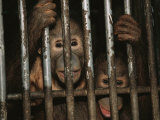A pair of orphaned orangutans stare from a cage at a rehabilitation center Lámina fotográfica
