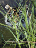 A Tiger Peers out from Behind a Bunch of Grass Photographic Print by Jason Edwards