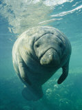 A Portrait of a Florida Manatee Fotografie-Druck von Brian J. Skerry