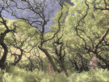 Oak Trees Stretch Gnarled Branches Skyward Photographie par Annie Griffiths Belt