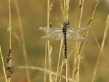 Dragonfly Perched on a Blade of Tan Grass Photographic Print by Klaus Nigge