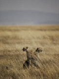 A Pair of Cheetahs Examine the Landscape Photographic Print by Jason Edwards