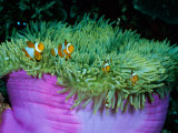 Western Clown Anemonefish Make Their Home Among the Tentacles of a Magnificent Sea Anemone Fotoprint van Wolcott Henry Western Clown Anemonefish Make Their Home Among the Tentacles of a Magnificent Sea Anemone Fotoprint van Wolcott Henry