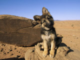 Portrait of a Puppy Next to a Rock Carved with Anasazi Petroglyphs Photographic Print by David Edwards