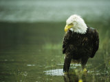 An American Bald Eagle Stares Intently Down at its Prey Below Photographic Print by Klaus Nigge