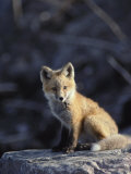 An Arctic Fox Poses on a Rock Photographie par Paul Nicklen