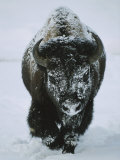 A Frost-Covered American Bison Bull Walks Through the Snow Fotoprint van Tom Murphy A Frost-Covered American Bison Bull Walks Through the Snow Fotoprint van Tom Murphy