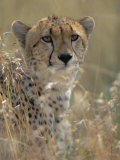 A Cheetah Hides in the Brush Photographic Print by Roy Toft