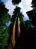Giant Sequoia Trees Looking Skyward Photographic Print by James P. Blair