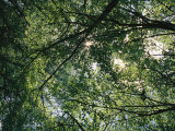 Dappled Morning Sunlight Through a Canopy of Poplar Trees Photographic Print by Jason Edwards