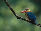 A Colorful Stork-Billed Kingfisher, Pelargopsis Capensis Photographic Print