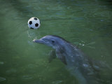 A Bottlenose Dolphin Approaches a Soccer Ball Photographie par Jodi Cobb
