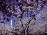 Cherries Hang on a Stem Photographic Print by Nicole Duplaix
