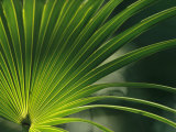 Close View of a Palm Frond Photographic Print by Klaus Nigge