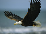 An American Bald Eagle in Flight over Water with a Fish in its Talons Fotografisk tryk af Klaus Nigge An American Bald Eagle in Flight over Water with a Fish in its Talons Fotografisk tryk af Klaus Nigge