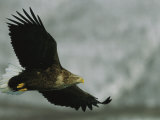 An Endangered White-Tailed Sea Eagle in Flight Photographic Print
